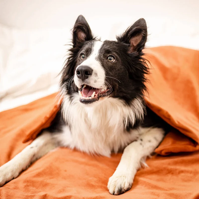 Hunde Gewichtsdecke
