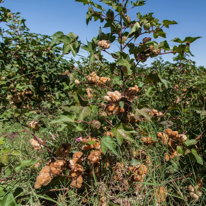 Bio Renforcé - Ecru (farbig gewachsene Baumwolle) — ganze Rolle (60 m)