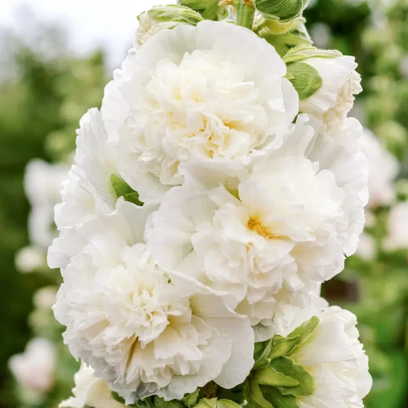Blumensamen - Alcea rosea "Queeny White" (Stockrose)