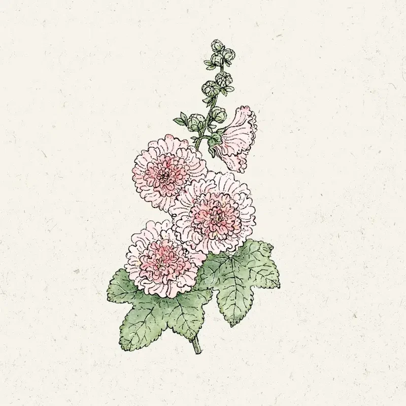 Blumensamen - Alcea rosea "Queeny Salmon" (Stockrose)