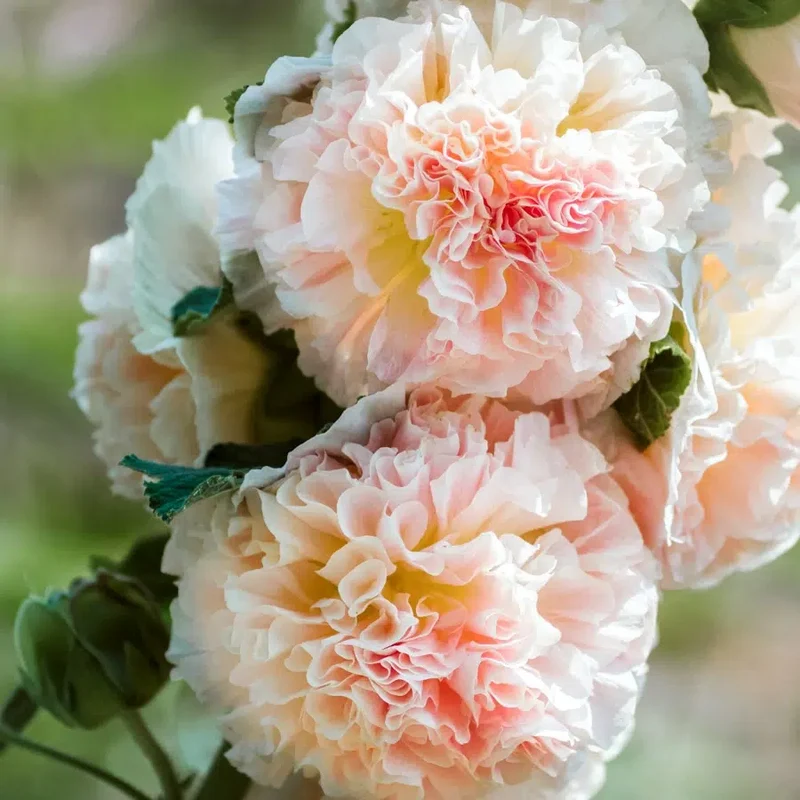 Blumensamen - Alcea rosea "Queeny Salmon" (Stockrose)