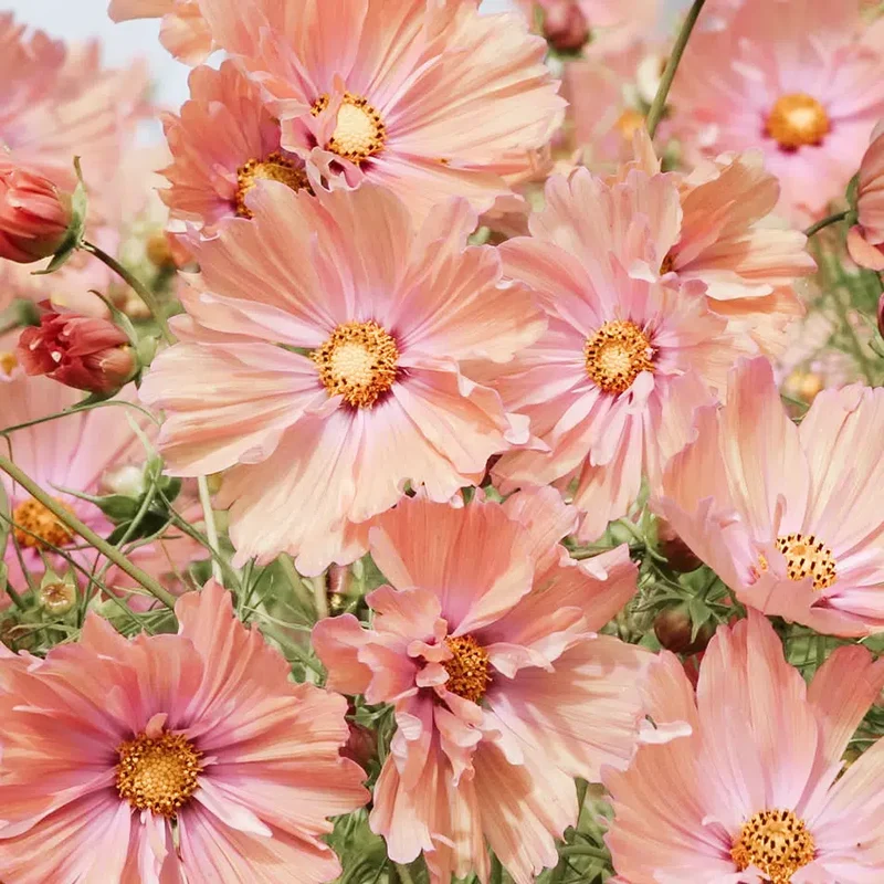 Blumensamen - Cosmos bipinnatus "Apricotta" (Kosmee)