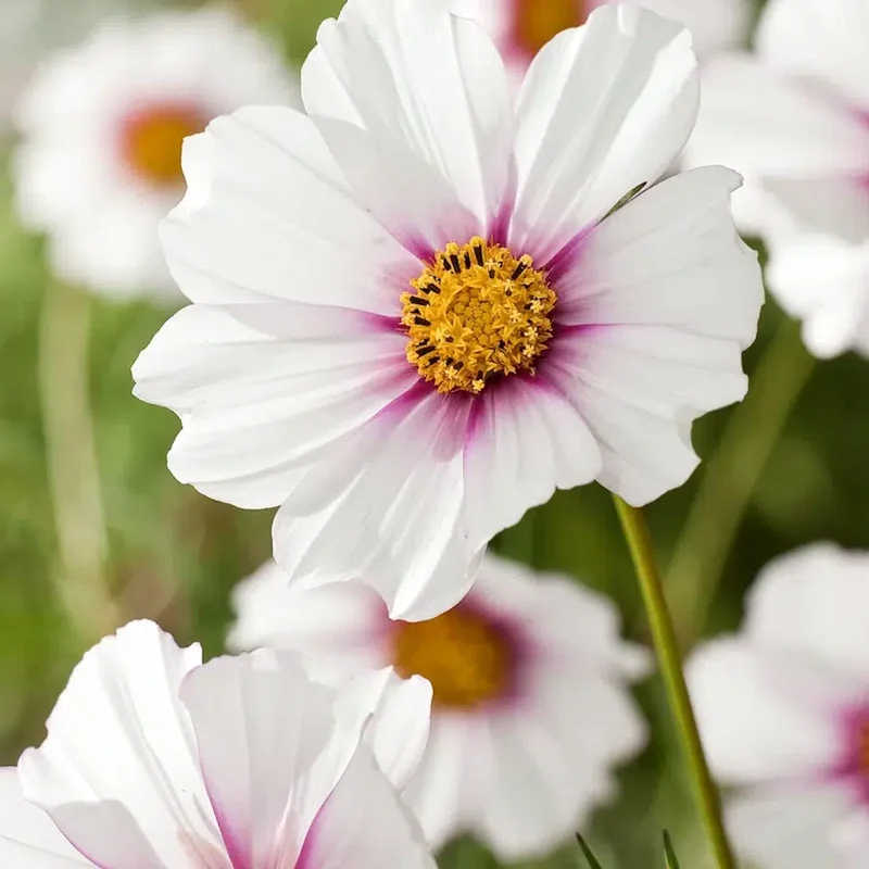 Blumensamen - Cosmos bipinnatus "Daydream" (Kosmee)