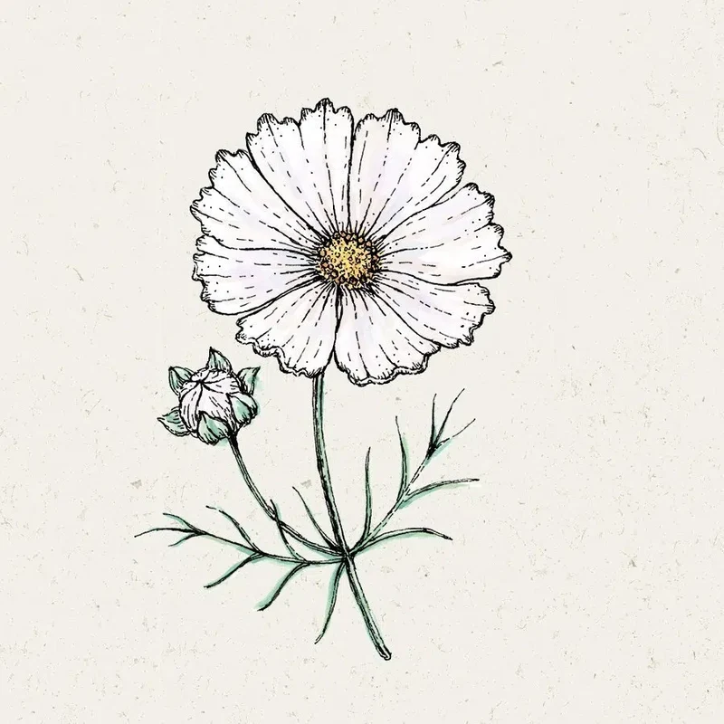 Blumensamen - Cosmos bipinnatus "Cosmix White" (Kosmee)