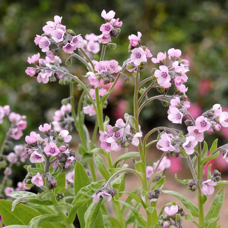 Blumensamen - Cynoglossum amabile "Mystery Rose" (Chinesisches Vergissmeinnicht)