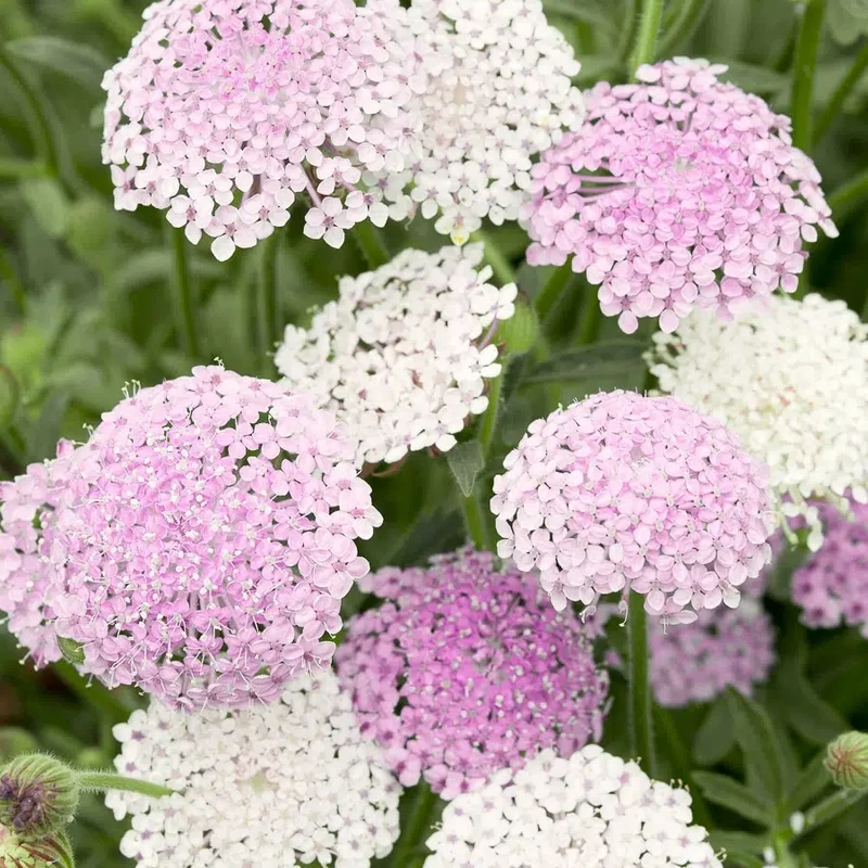 Blumensamen - Didiscus caeruleus 'Lace Pink' (Blaudolde)