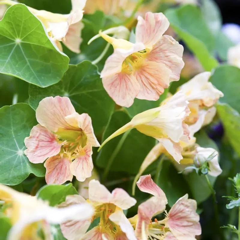 Blumensamen - Tropaeolum minus 'Tip Top Pink Blush' (Kapuzinerkresse)
