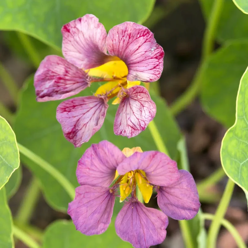 Blumensamen - Tropaeolum majus 'Purple Emperor' (Kapuzinerkresse)