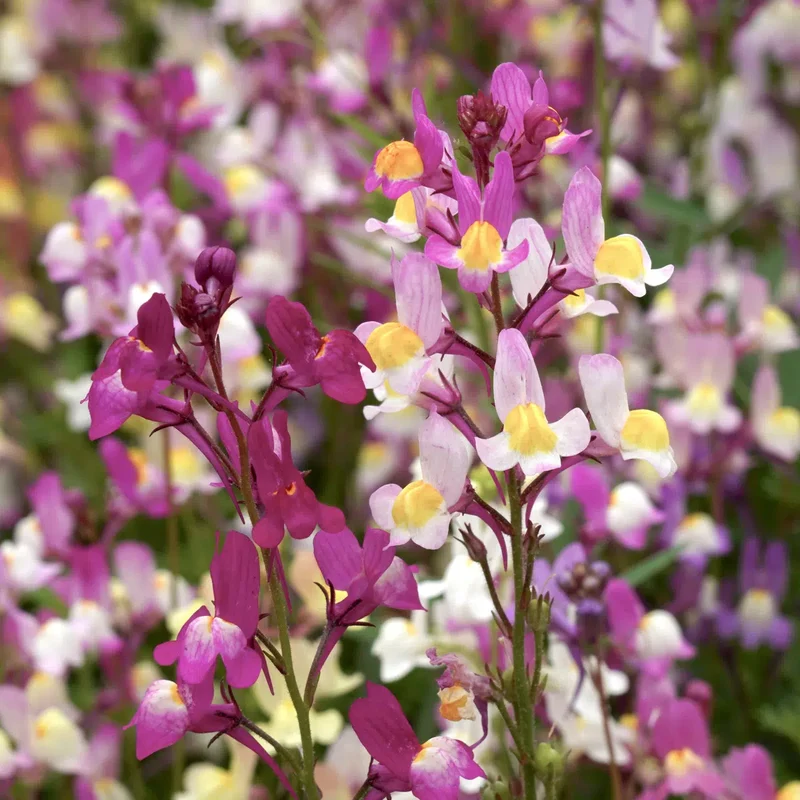 Blumensamen - Linaria Maroccana 'Fairy Lights' (Marokkanisches Leinkraut)
