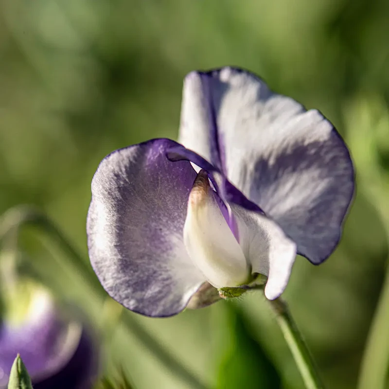 Blumensamen - Lathyrus odoratus 'Nimbus' (Duftwicke)
