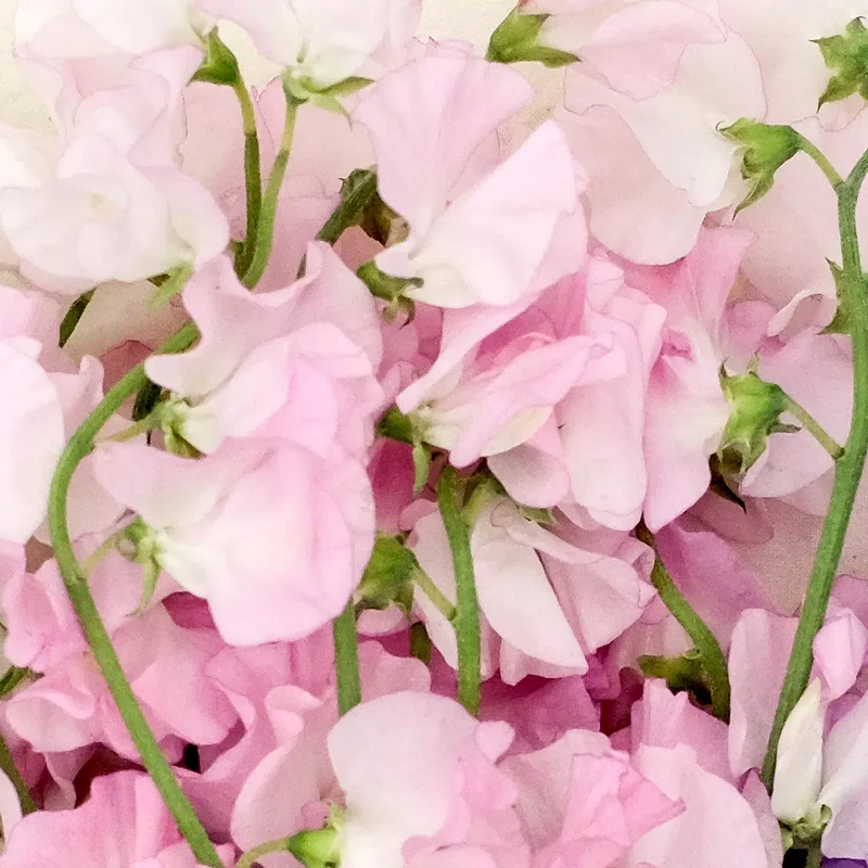 Blumensamen - Lathyrus odoratus 'Spring Sunshine Champagne' (Duftwicke)