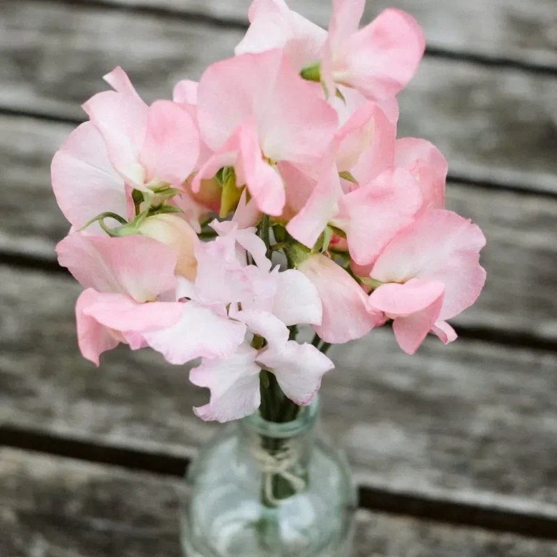 Blumensamen - Lathyrus odoratus 'Spring Sunshine Peach' (Duftwicke)