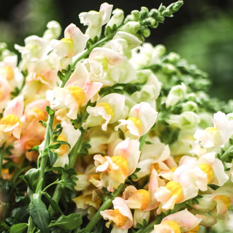 Blumensamen - Antirrhinum majus - "Costa Apricot" (Löwenmäulchen)