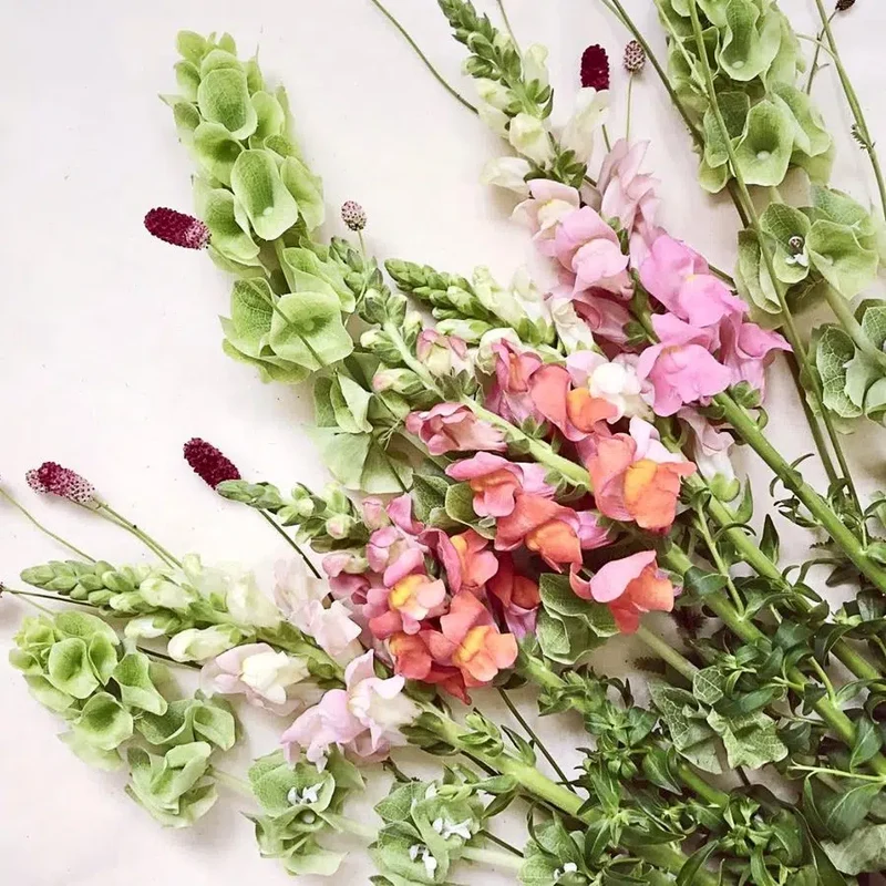 Blumensamen - Antirrhinum majus - "Costa Apricot" (Löwenmäulchen)