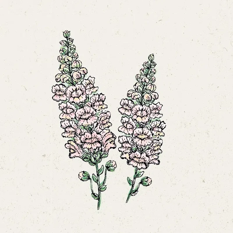 Blumensamen - Antirrhinum majus F1 "Costa Silver" (Löwenmäulchen)