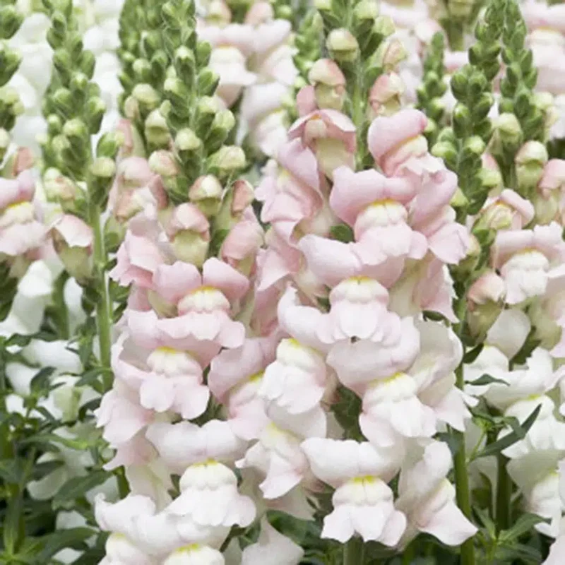 Blumensamen - Antirrhinum majus F1 "Costa Silver" (Löwenmäulchen)