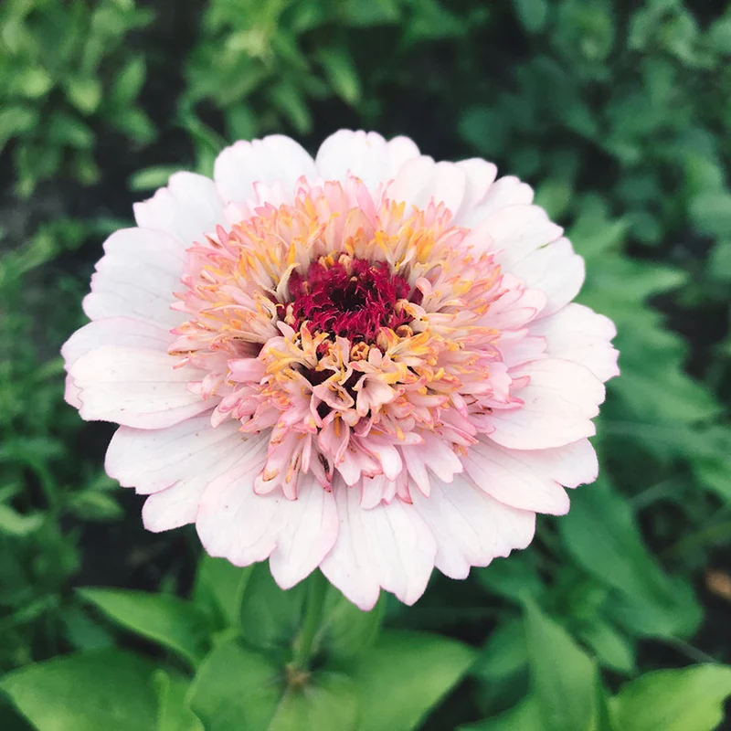 Blumensamen - Zinnia elegans "Zinderella Lilac" (Zinnie)