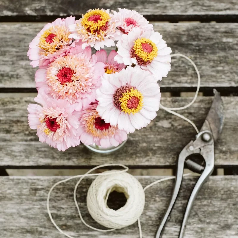 Blumensamen - Zinnia elegans "Zinderella Lilac" (Zinnie)