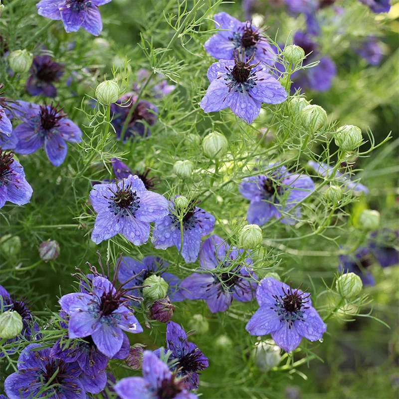 Blumensamen - Nigella Hispanica "Midnight" (Jungfer im Grünen)