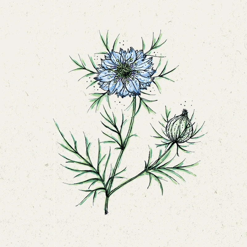 Blumensamen - Nigella Hispanica "Midnight" (Jungfer im Grünen)
