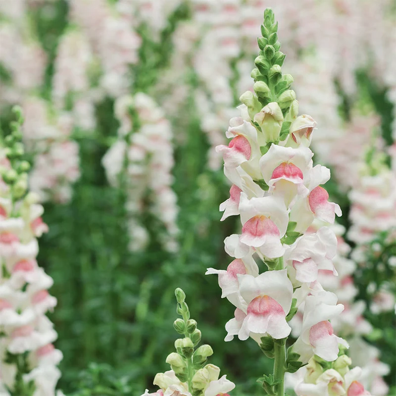 Blumensamen - Antirrhinum majus "Appleblossom" (Löwenmäulchen)