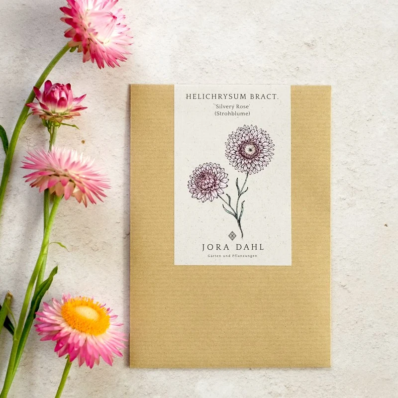 Blumensamen - Helichrysum bracteatum - "Silvery Rose" (Strohblume)