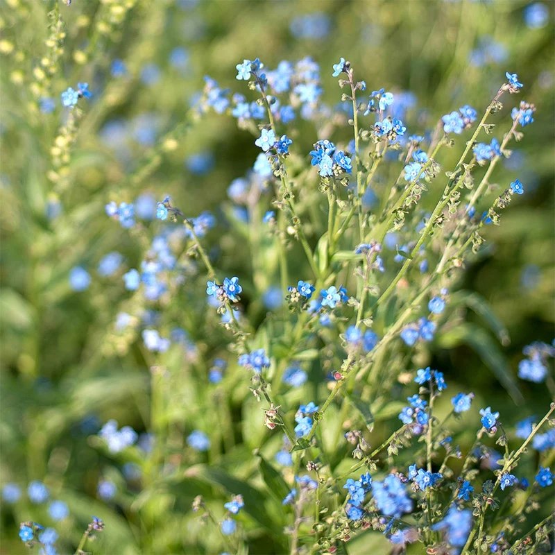 Blumensamen - Cynoglossum Amabile "Firmament" (Chinesisches Vergissmeinnicht)