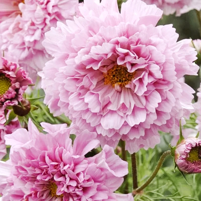 Blumensamen - Cosmos bipinnatus 'Double Click Rose Bonbon' (Kosmee)
