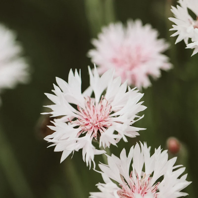 Blumensamen - Centaurea cyanus 'Classic Romantic' (Kornblume)