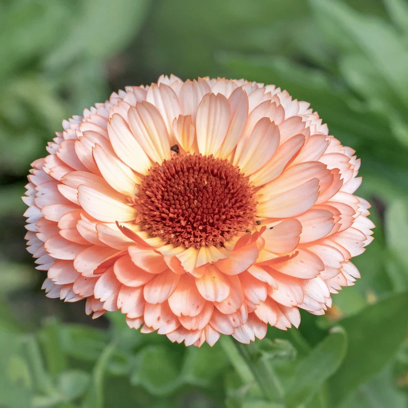 Blumensamen - Calendula 'Pink Surprise' Ringelblume