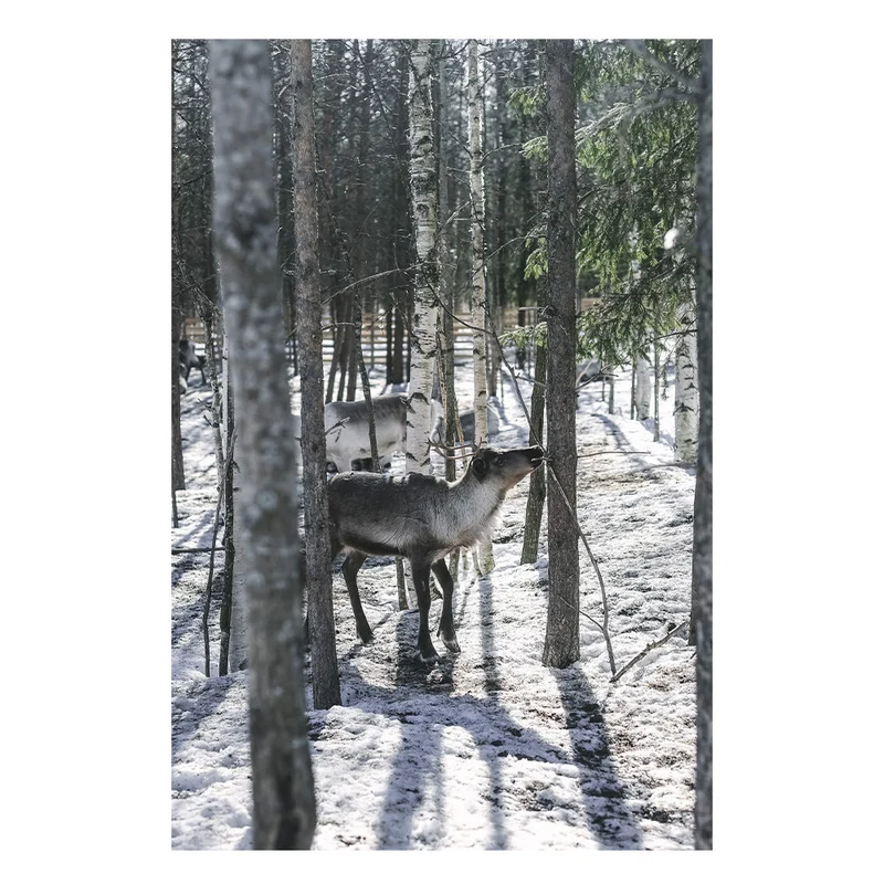 Buch - Eat Finland