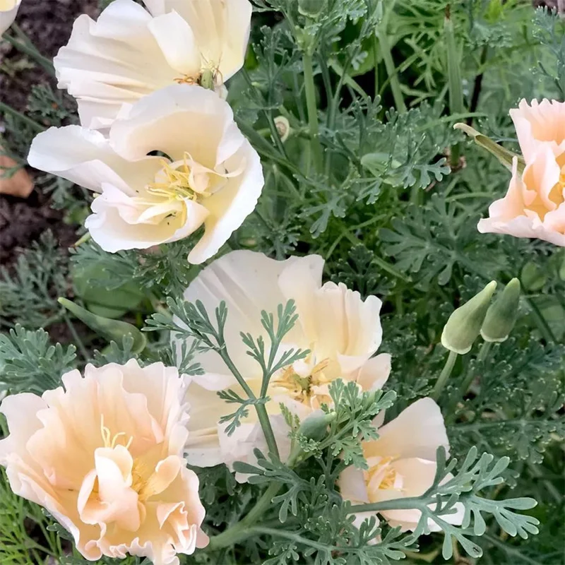 Blumensamen - Eschscholzia californica "Thai Silk Pink Champagne"