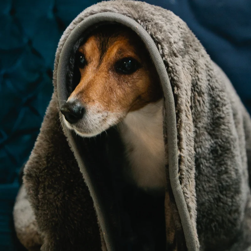 Hundedecke personalisiert