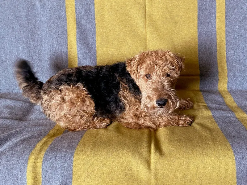 Hundedecke aus Wolle "Woof - Yellow"