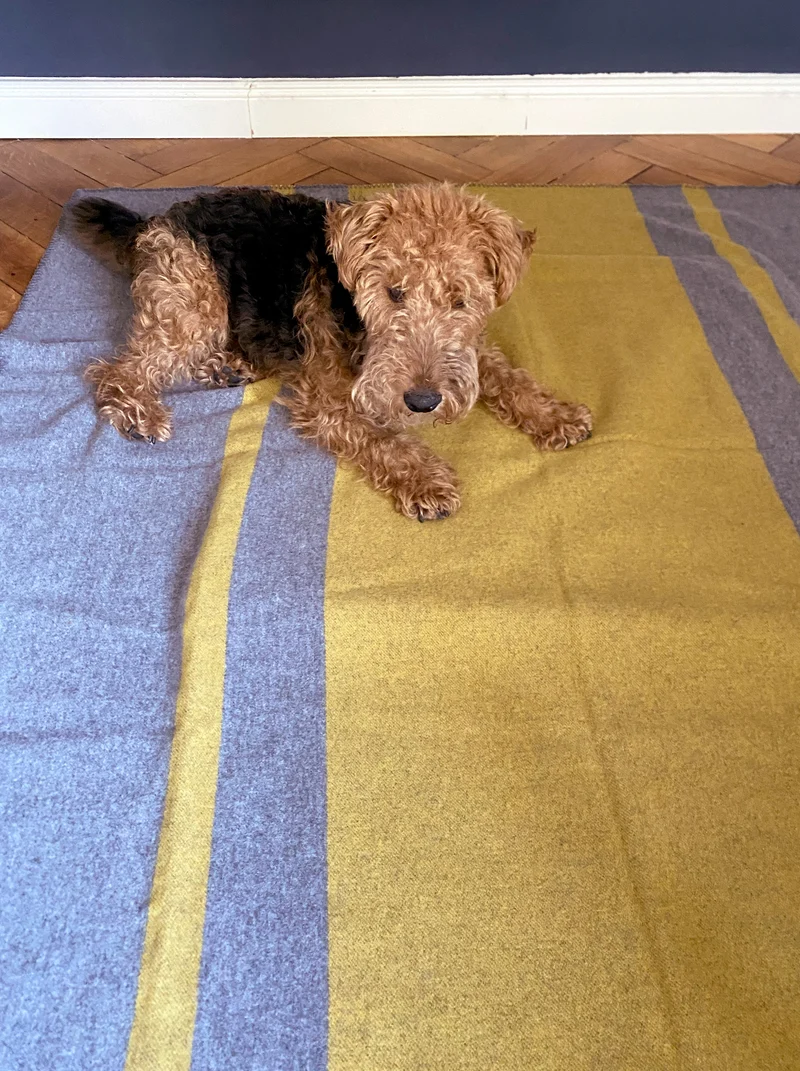 Hundedecke aus Wolle "Woof - Yellow"
