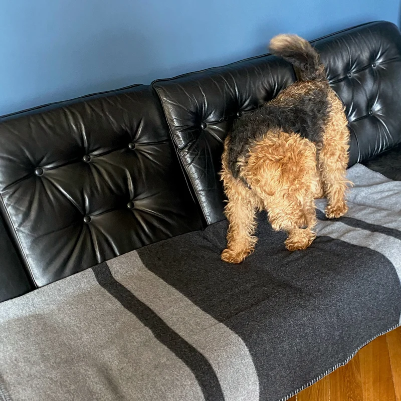 Hundedecke aus Wolle "Woof - Black"