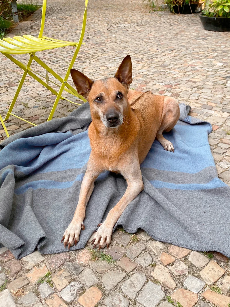 Hundedecke aus Wolle "Woof - Blue"