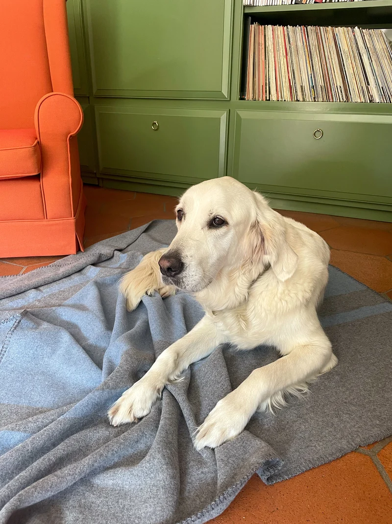 Hundedecke aus Wolle "Woof - Blue"
