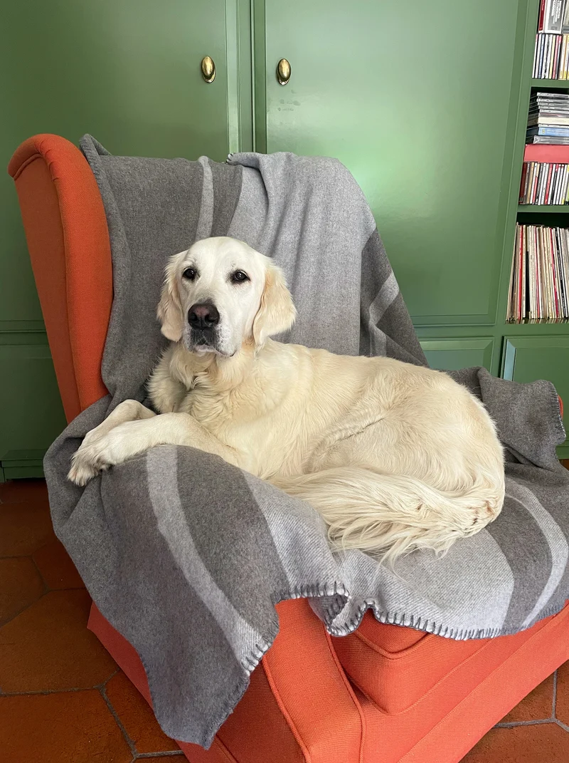 Hundedecke aus Wolle "Woof - Light Grey"