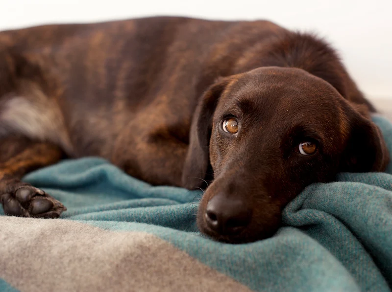 Hundedecke aus Wolle "Woof - Petrol Blue"