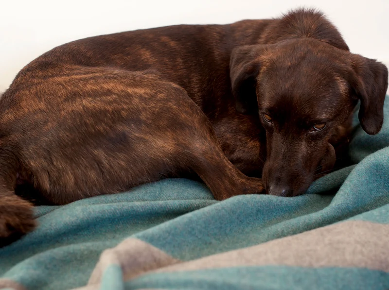 Hundedecke aus Wolle "Woof - Petrol Blue"