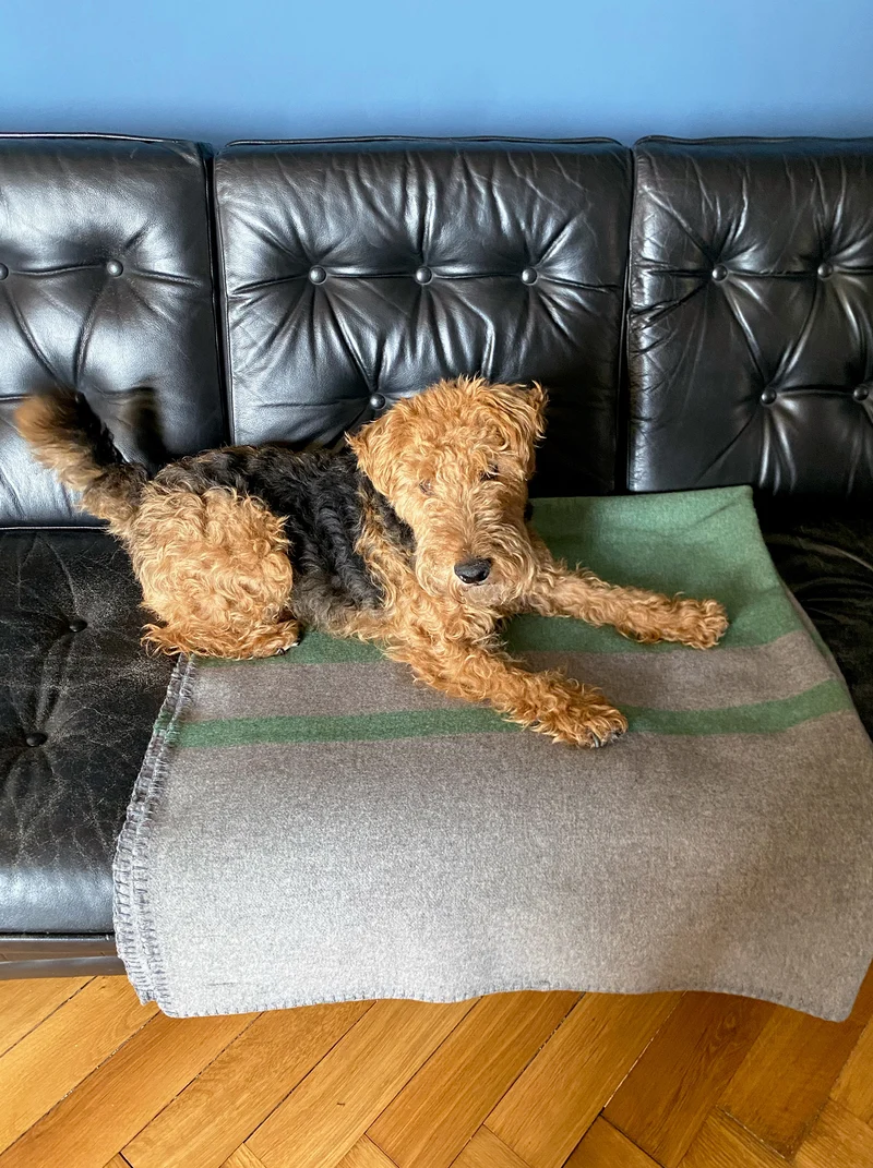 Hundedecke aus Wolle "Woof - Loden Green"