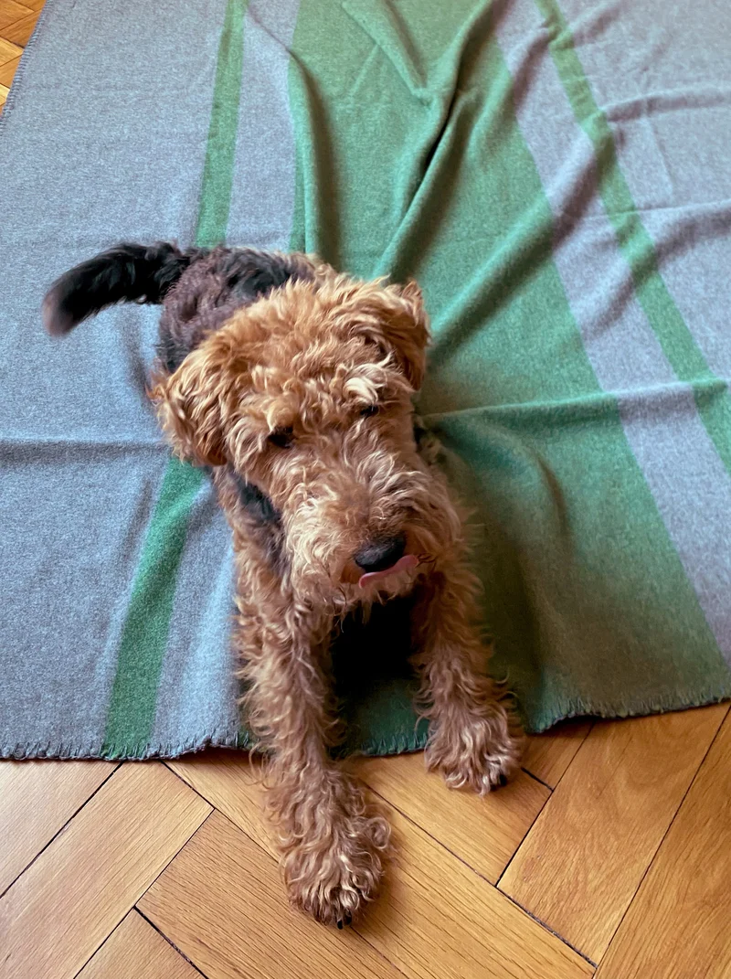 Hundedecke aus Wolle "Woof - Loden Green"