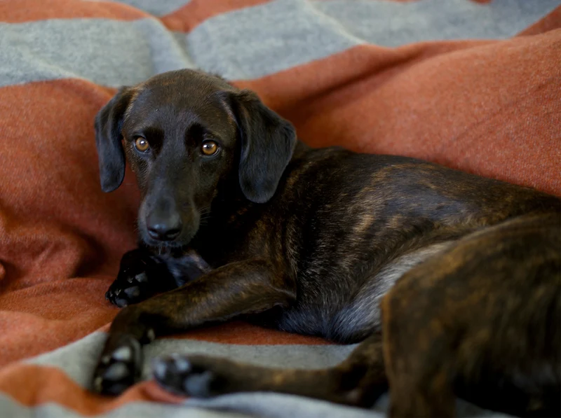 Hundedecke aus Wolle "Woof - Rust Brown"